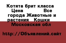 Котята брит класса › Цена ­ 20 000 - Все города Животные и растения » Кошки   . Московская обл.